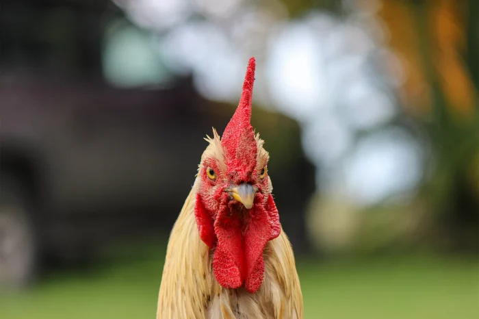 rooster-chicken