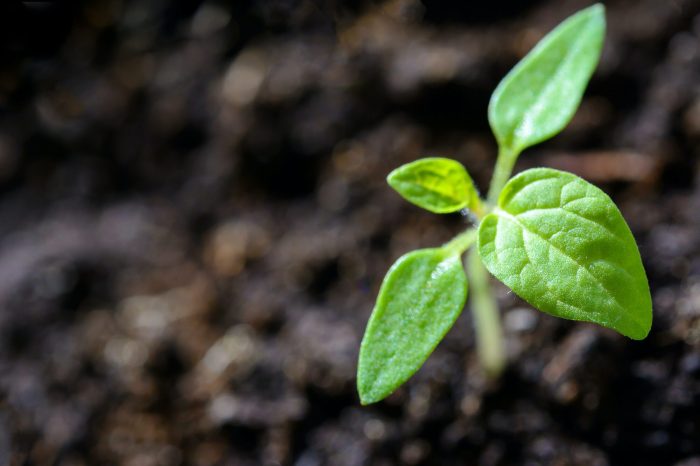 sprout-growing-through-the-ground